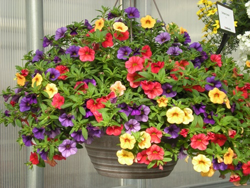 flower basket