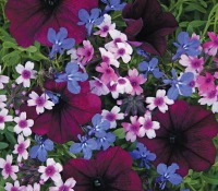 purple flowers