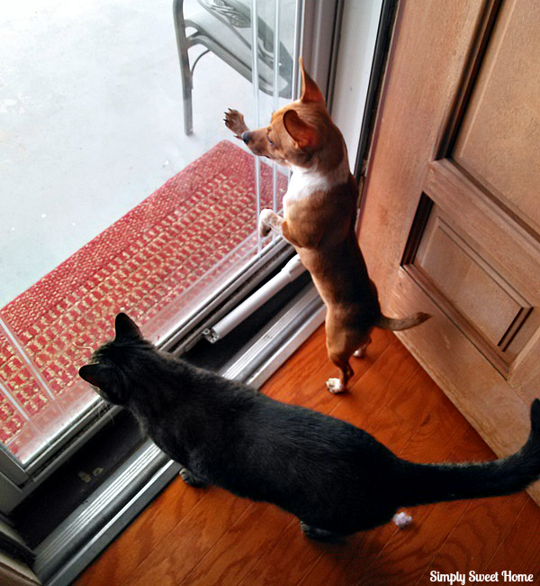 Animals Snowed In