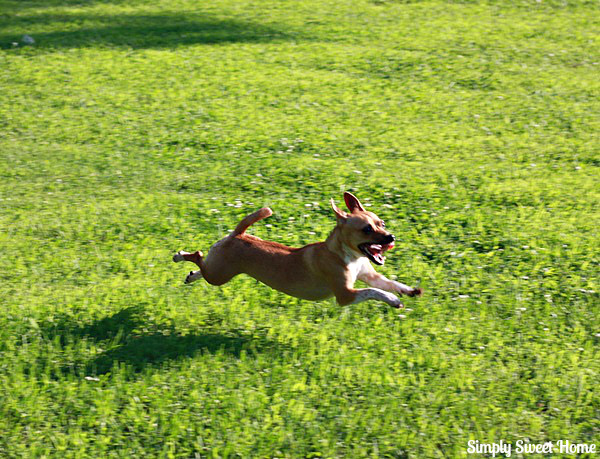 Shadow Runs