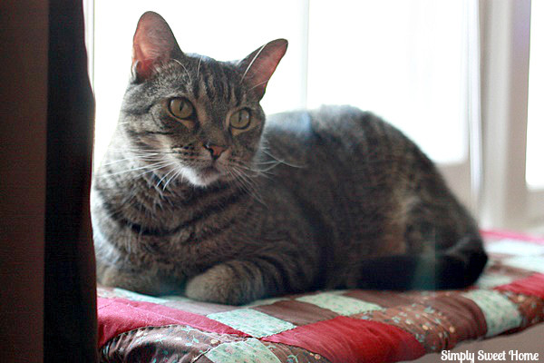 Rebel in the Window Seat