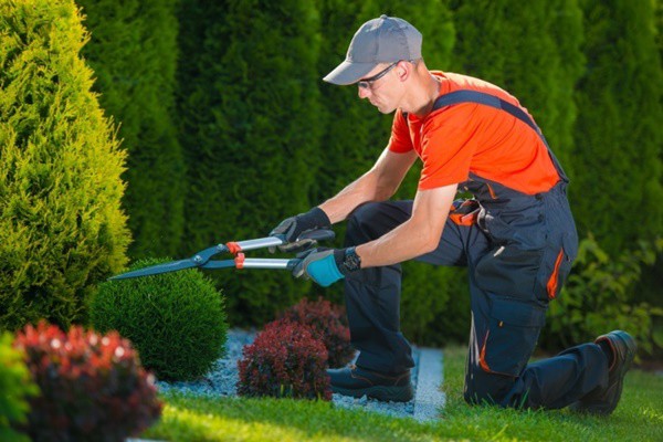 lawn image 1