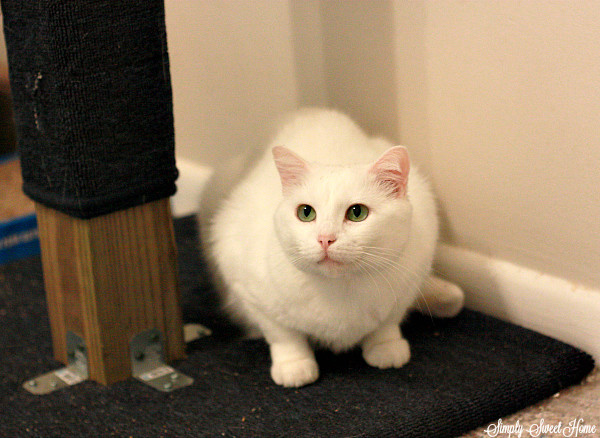 Cat Scratcher and Sugar
