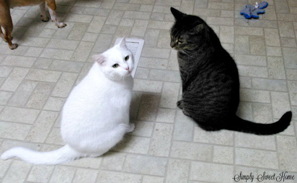 Rebel and Sugar