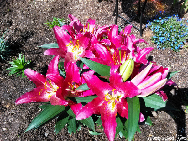After 8 Asiatic Lilies