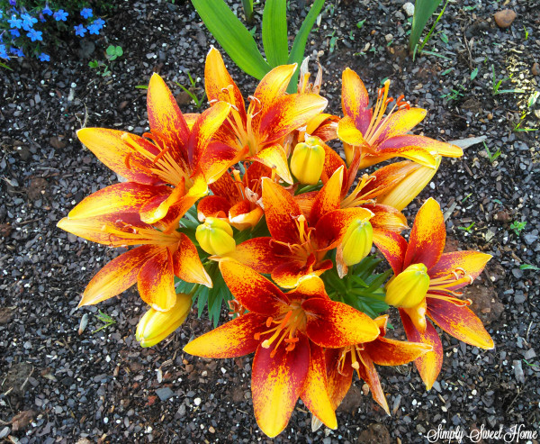 Dwarf Asiatic Lilies