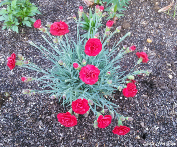 Fire Star Maiden Pink