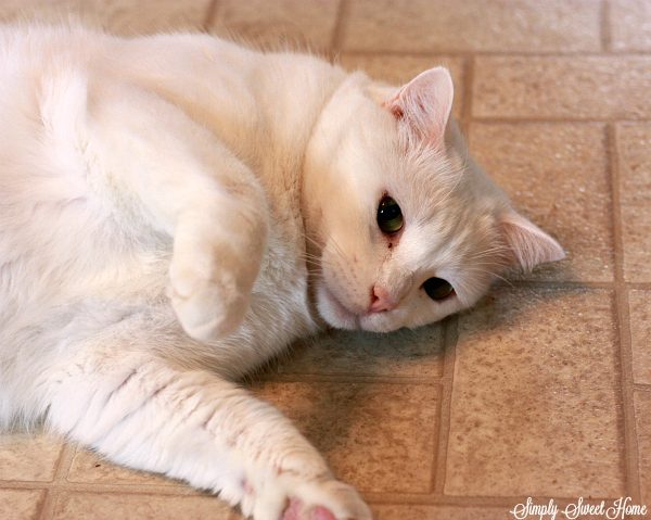 Sugar Cat
