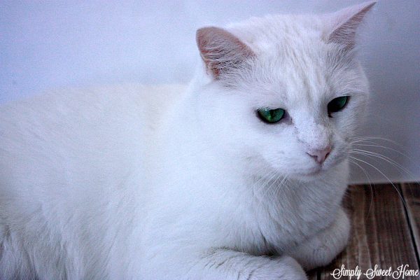 sugar-cat