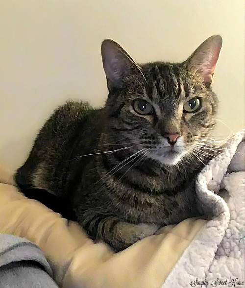 Rebel Cat